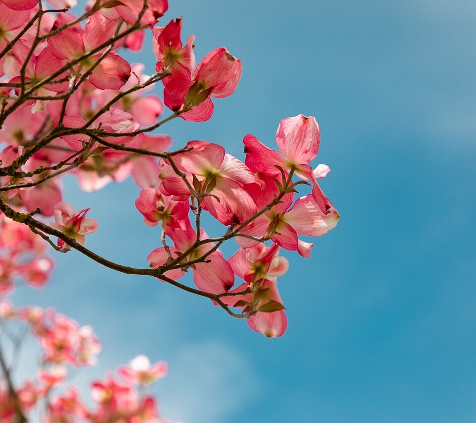 blossom, pink, garden