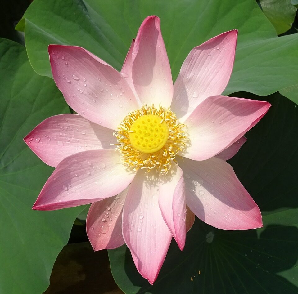 lotus, flower, pink