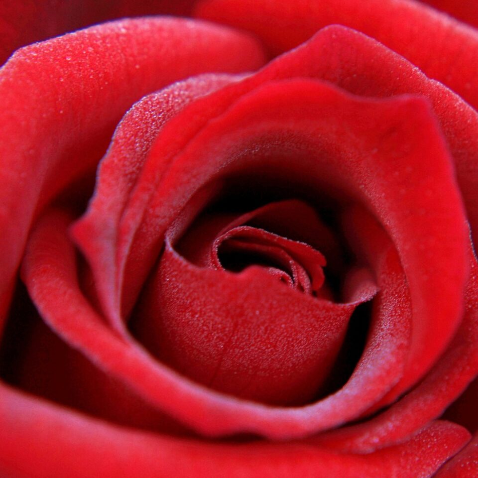 red rose, rose, feeling